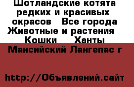 Шотландские котята редких и красивых  окрасов - Все города Животные и растения » Кошки   . Ханты-Мансийский,Лангепас г.